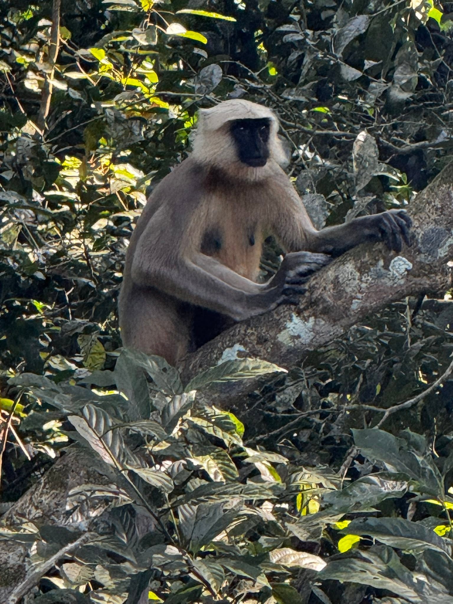 chitwan-jungle-sadari-adventure-with-lhasso-adventure-john-psg.jpg 5
