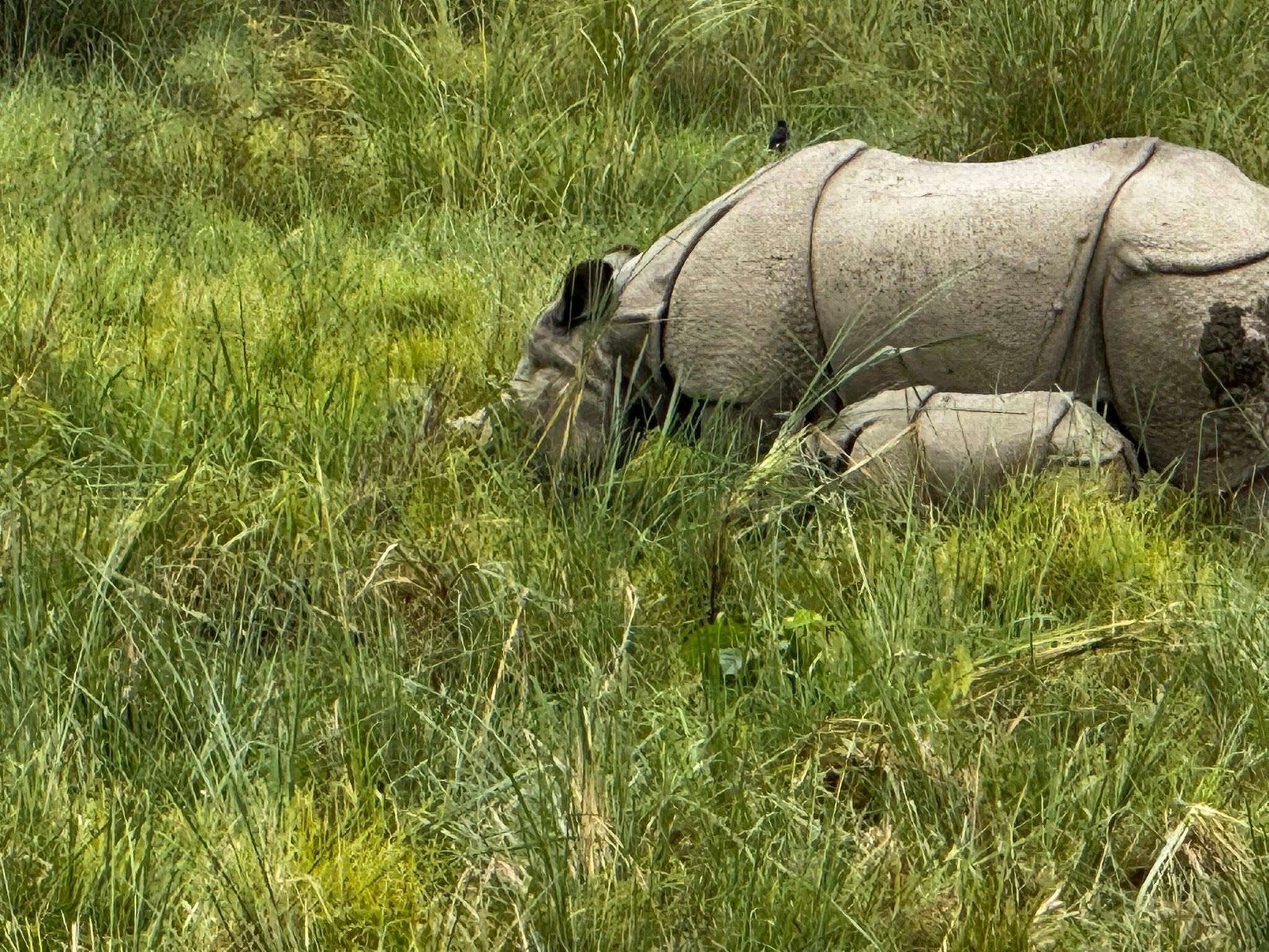 chitwan-jungle-sadari-adventure-with-lhasso-adventure-john-psg.jpg10