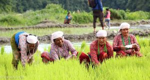 Ropain Festival mud games and rice planting near Kathmandu Nepal