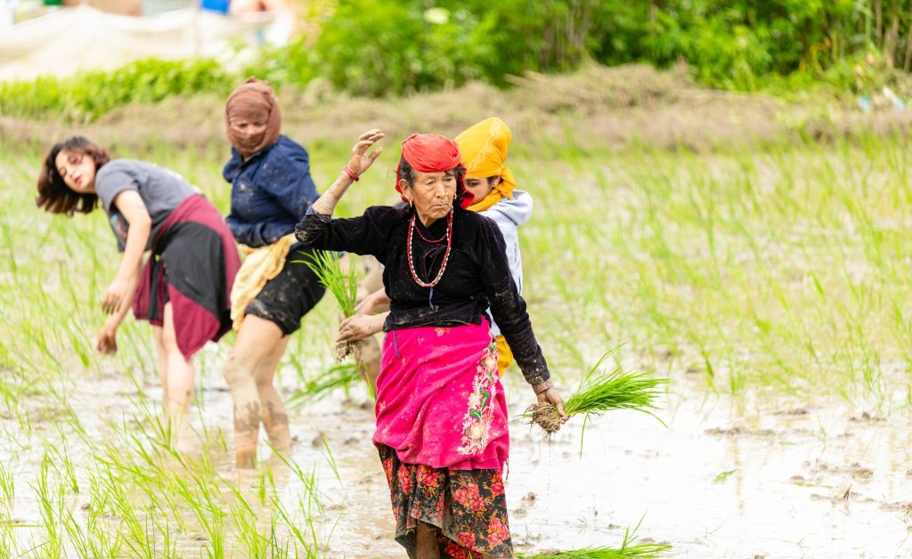 ourists join locals in Ropai fields during Asar Pandhra festival Nepal