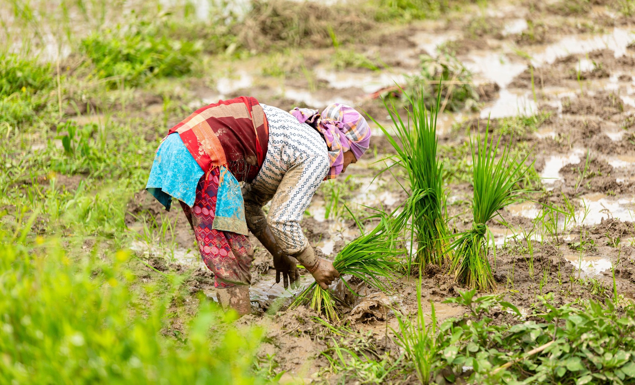 Women planting rice during Asar Pandhra Rice Planting Festival Nepal