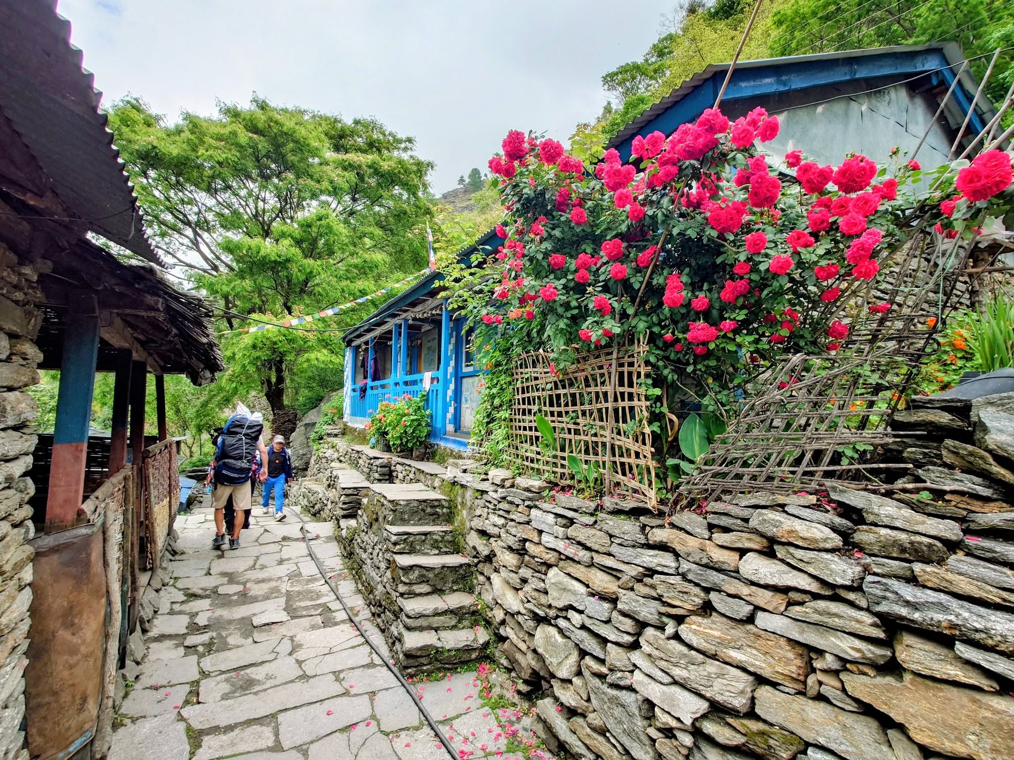 Rhododendron flowers along the Manaslu Circuit in spring